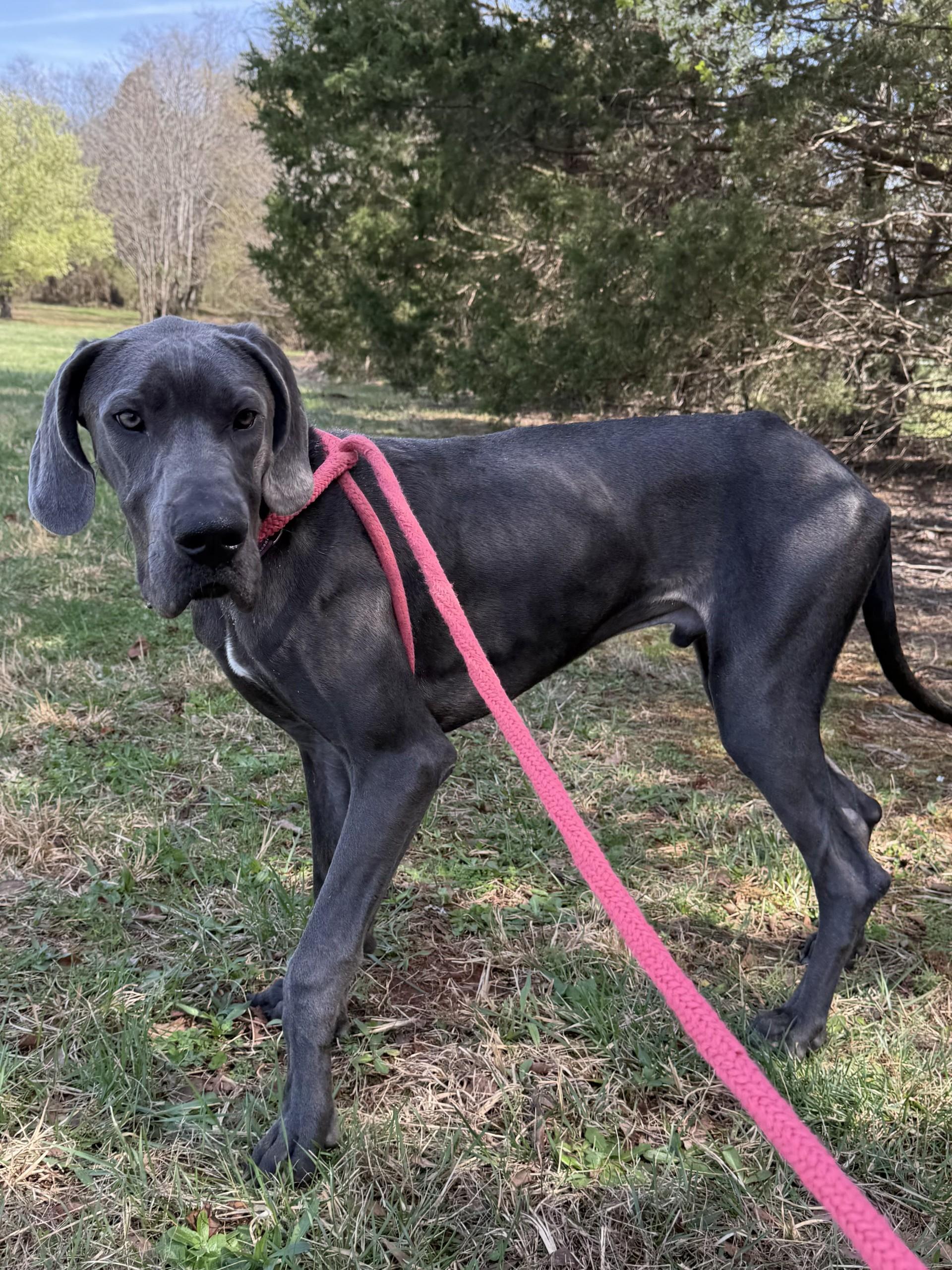 Brutus, ADOPTABLE, Young Male Great Dane.