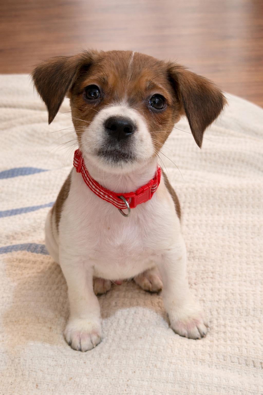 Tristian, ADOPTABLE, Puppy Male Beagle.