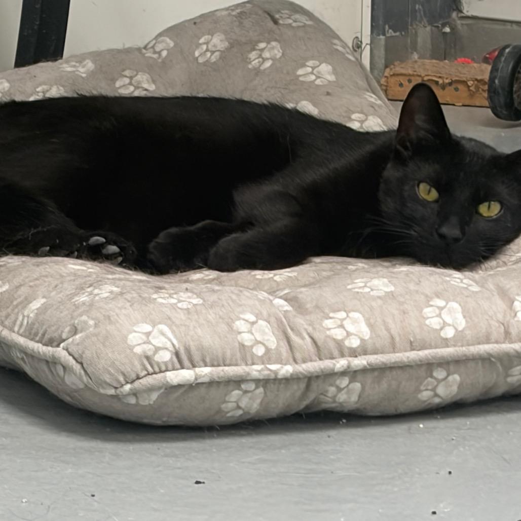 Oliver, Adoptable, Adult Male Domestic Short Hair.