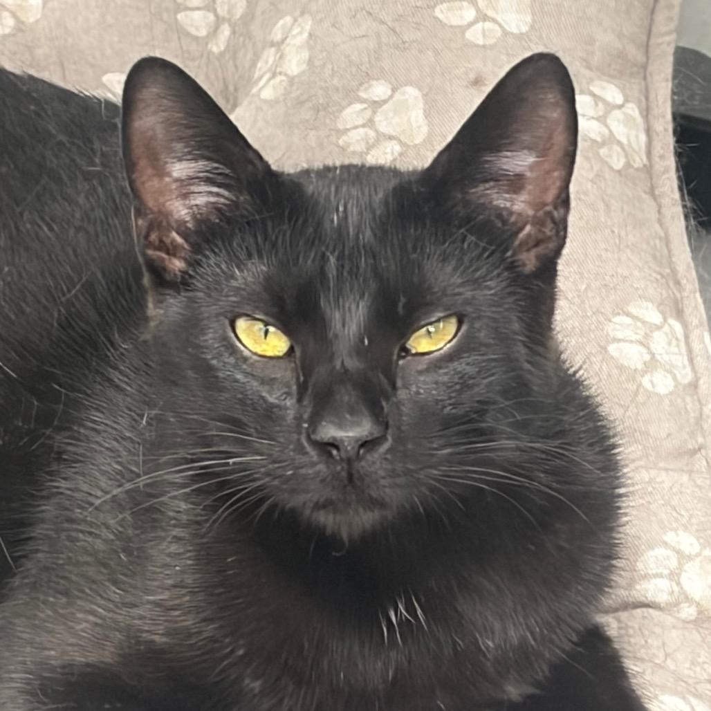 Oliver, a Adoptable Domestic Short Hair in Carroll, IA image 2/5