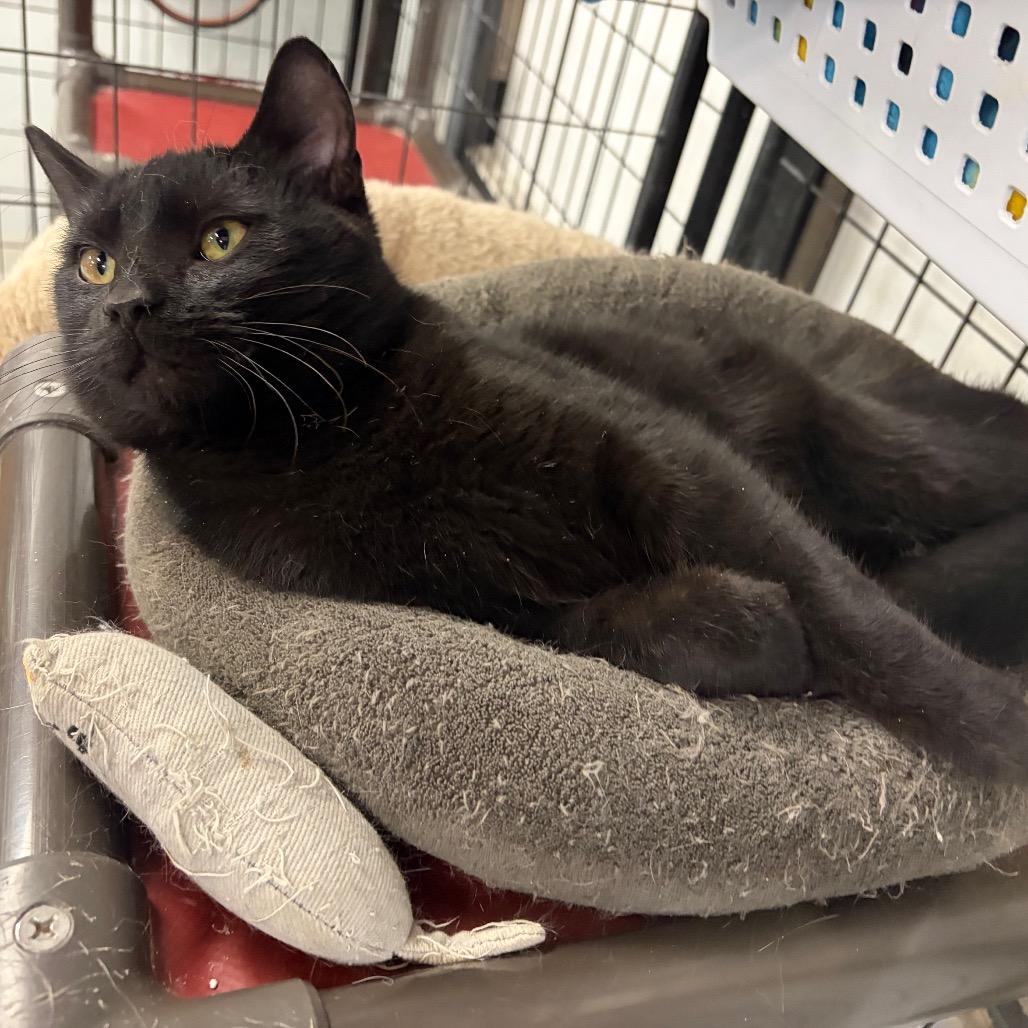 Oliver, Adoptable, Adult Male Domestic Short Hair.