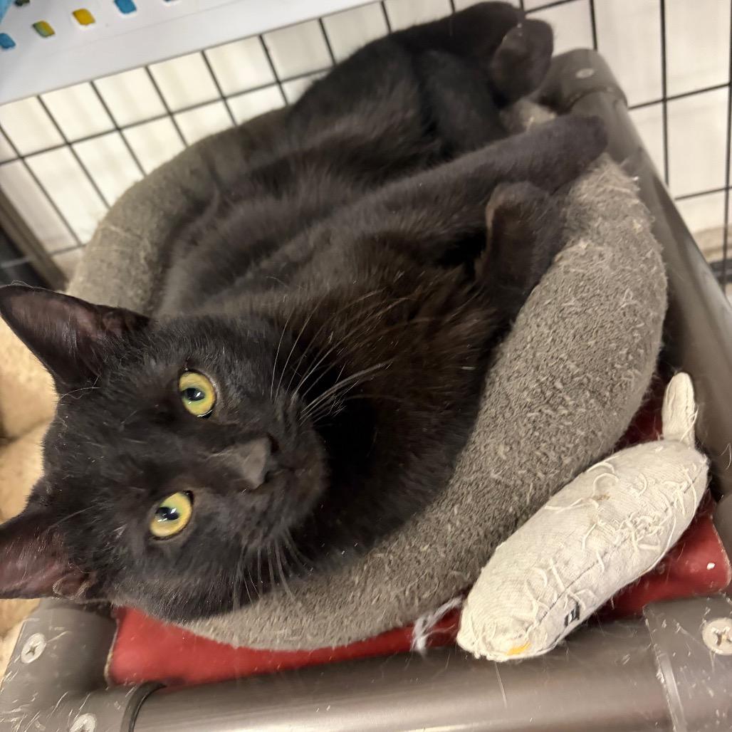 Enlarge Oliver, a Adoptable Domestic Short Hair in Carroll, IA image 2/3