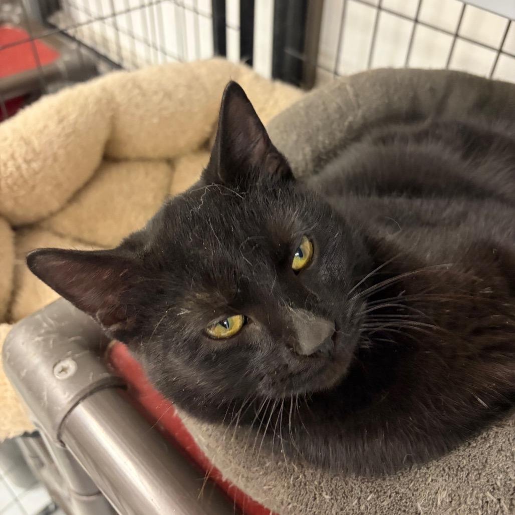 Enlarge Oliver, a Adoptable Domestic Short Hair in Carroll, IA image 3/3