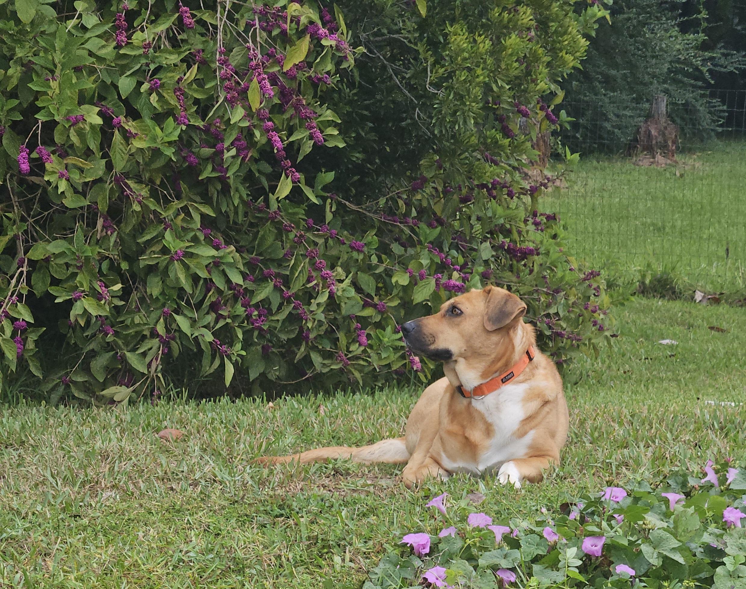 Karlie, a Adoptable mixed breed in Panama City, FL image 2/3