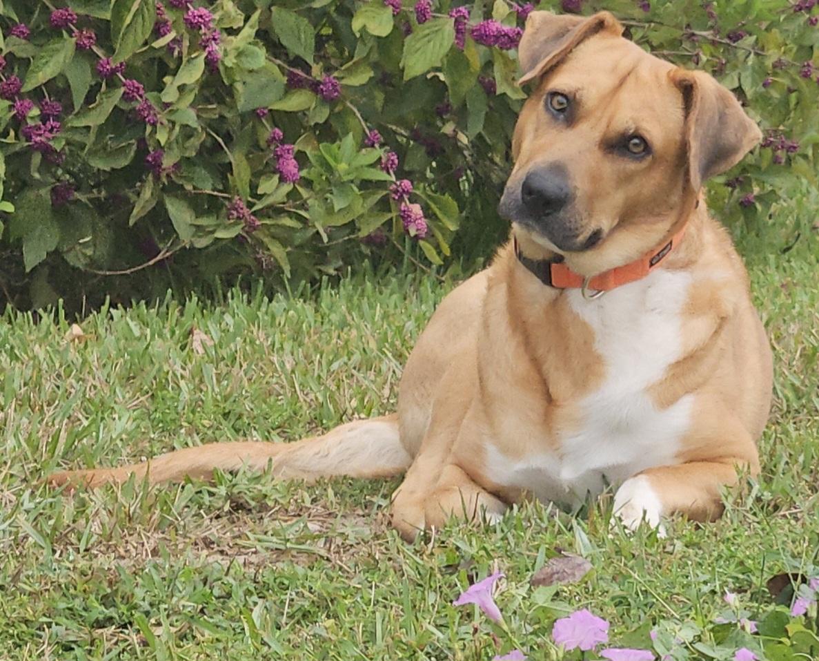 Karlie, a Adoptable mixed breed in Panama City, FL image 1/3
