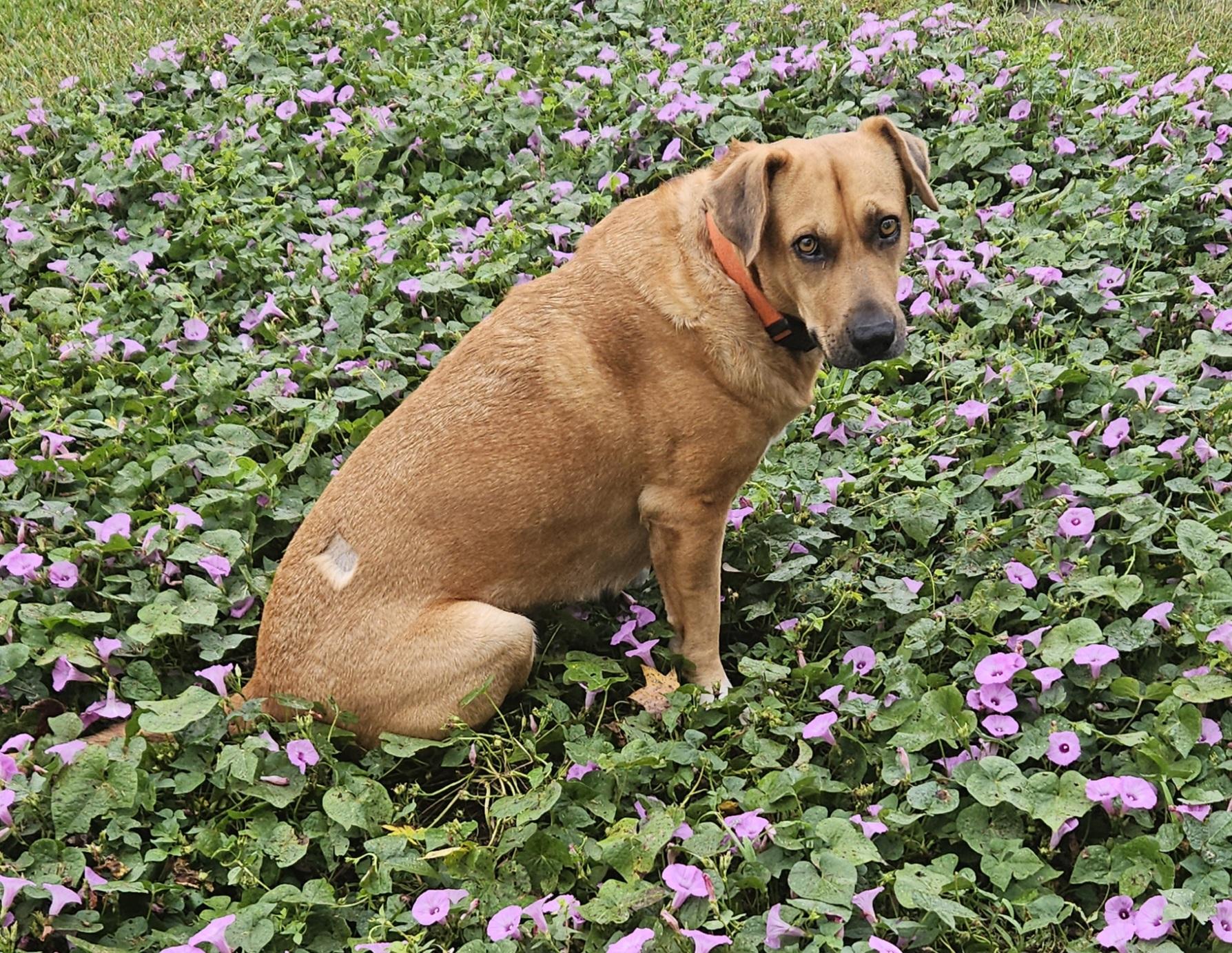 Karlie, a Adoptable mixed breed in Panama City, FL image 3/3