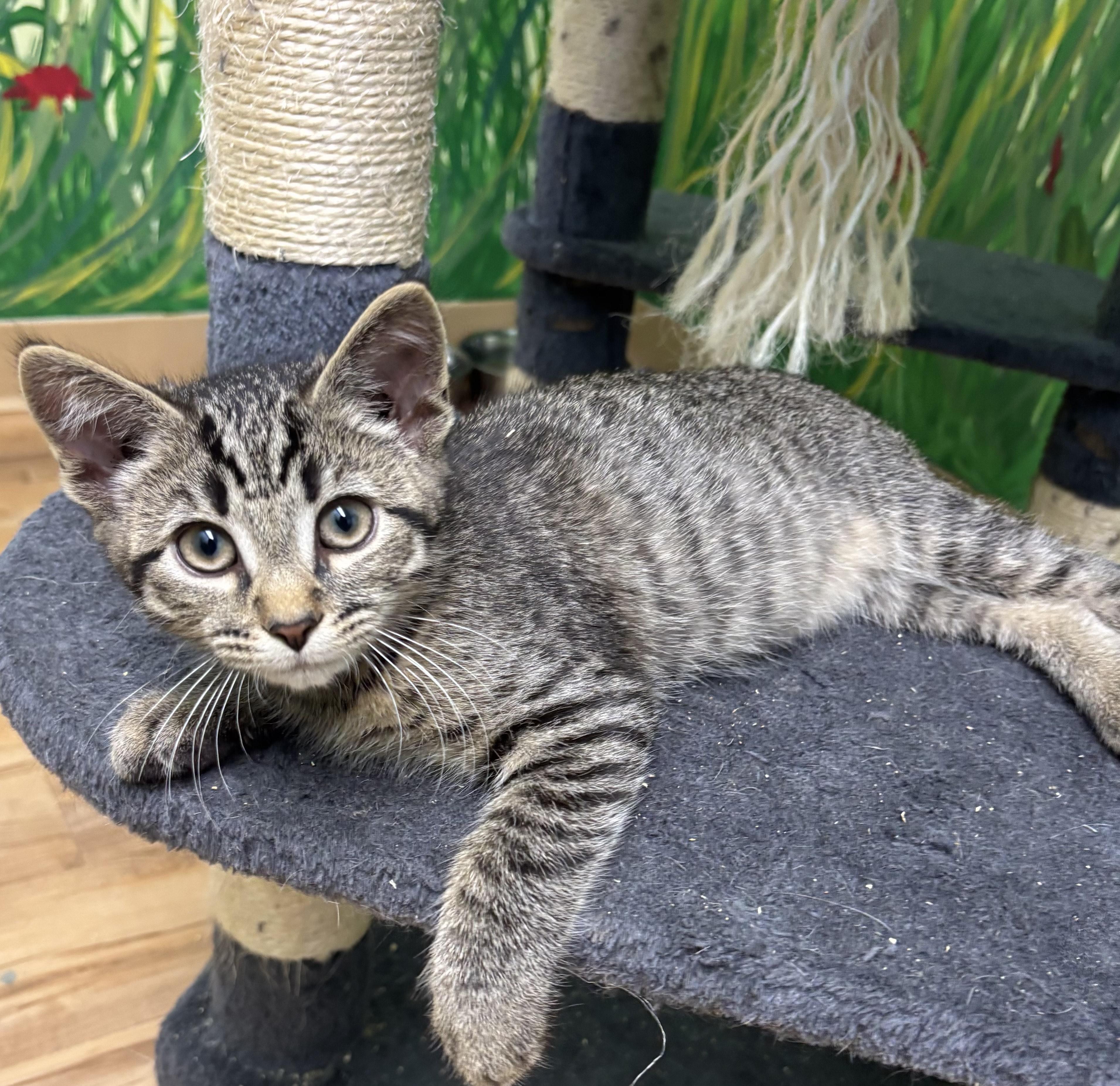 Enlarge Taquito, a Adoptable Domestic Short Hair in Towanda, PA image 1/1