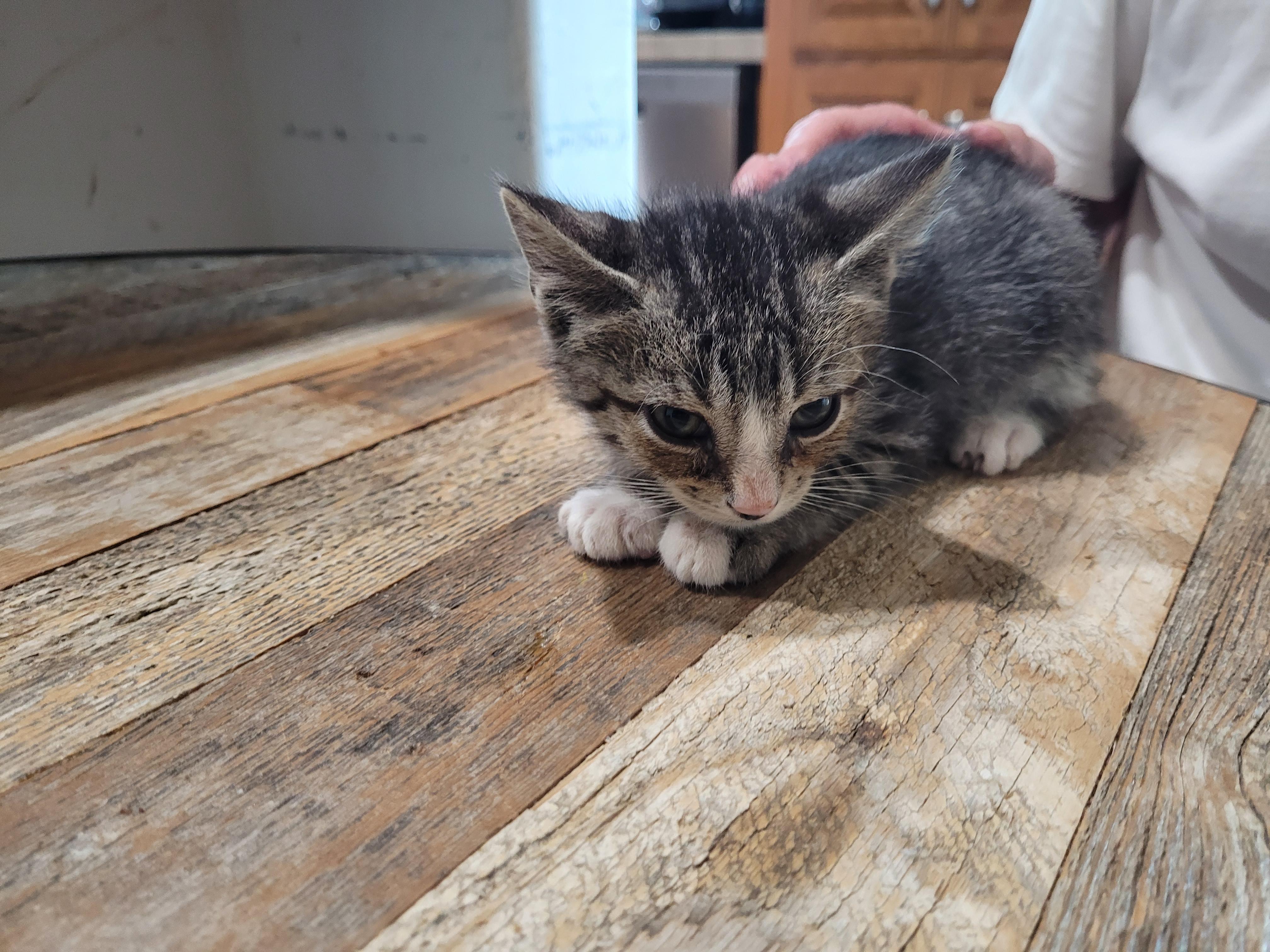 Enlarge Sid, a Adopted Domestic Short Hair in St. Clair, MO image 2/2