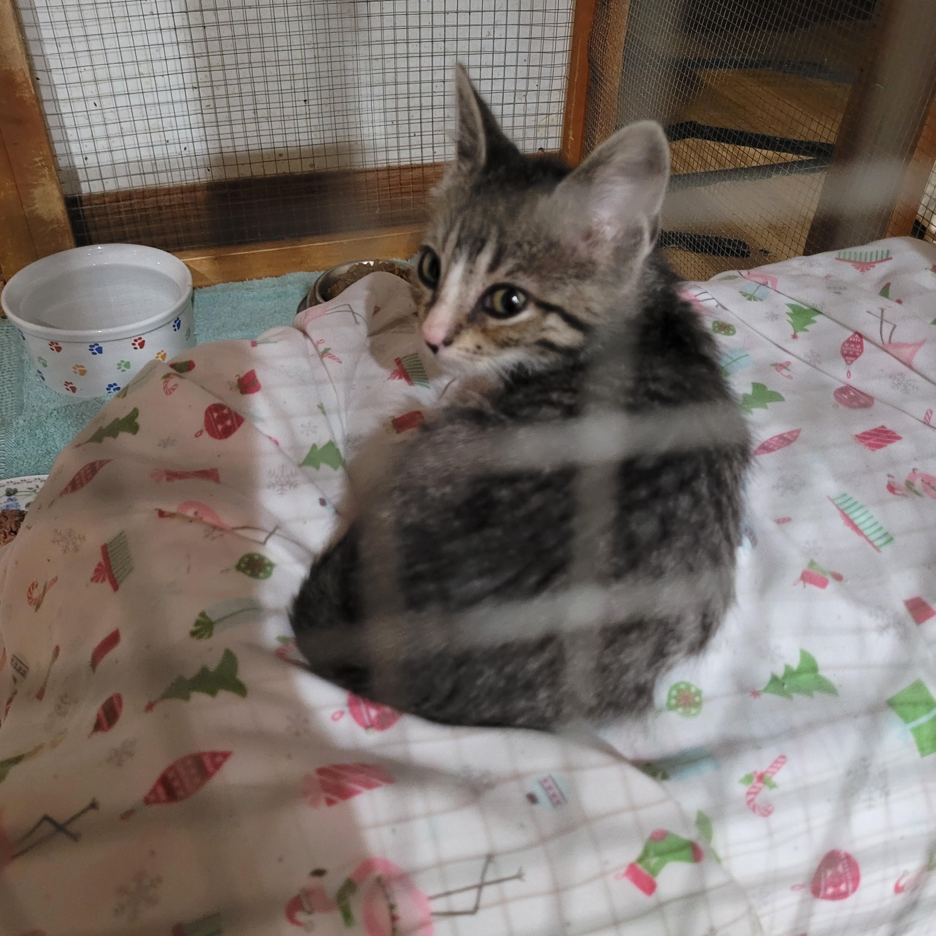 Sid, Adopted, Kitten Male Domestic Short Hair.