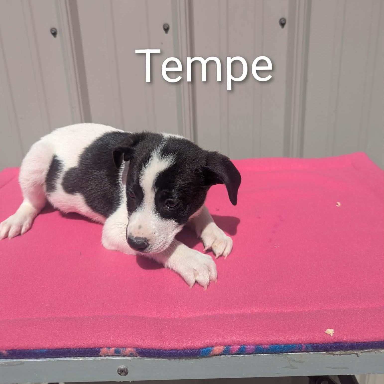 Tempe , adopted, Puppy Female Mixed Breed.