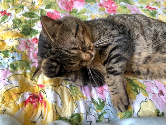 Apawllo, Adoptable, Adult Male Domestic Short Hair.