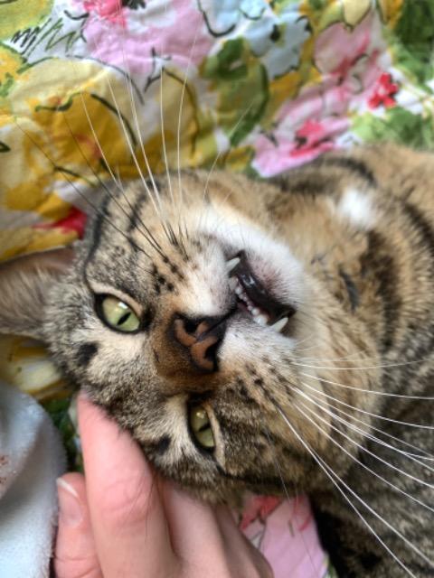 Enlarge Apawllo, a Adoptable mixed breed in Pawtucket, RI image 2/6