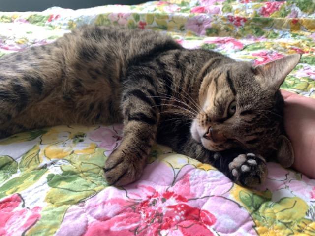 Enlarge Apawllo, a Adoptable mixed breed in Pawtucket, RI image 3/6