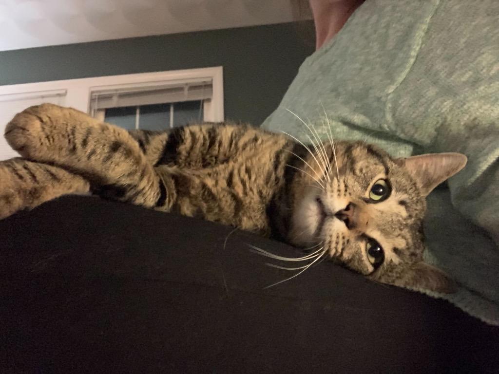 Enlarge Apawllo, a Adoptable mixed breed in Pawtucket, RI image 4/6