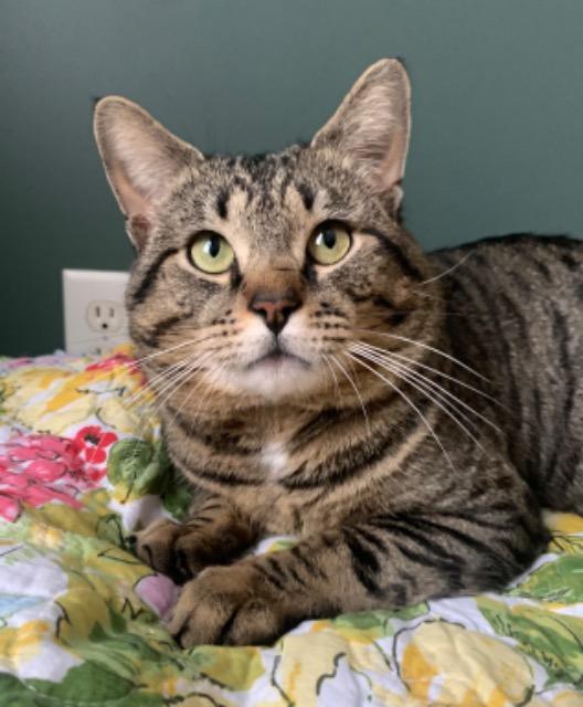 Enlarge Apawllo, a Adoptable mixed breed in Pawtucket, RI image 5/6