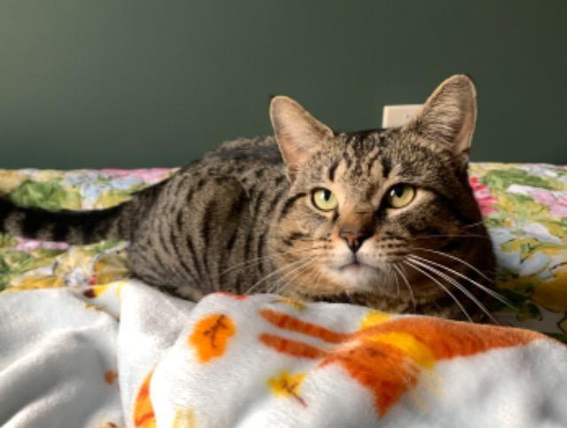 Enlarge Apawllo, a Adoptable mixed breed in Pawtucket, RI image 6/6