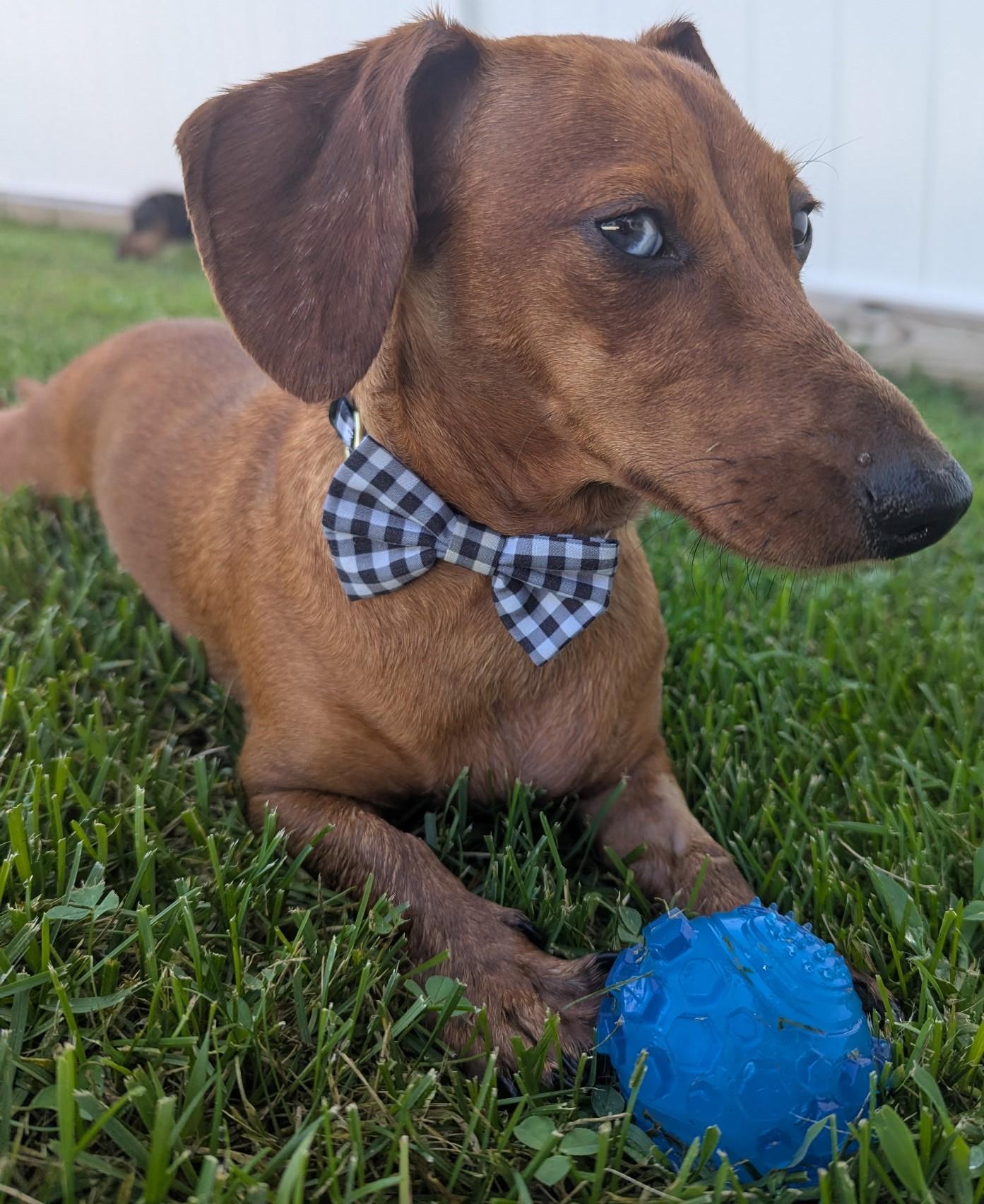 Frankie in WI photo 3
