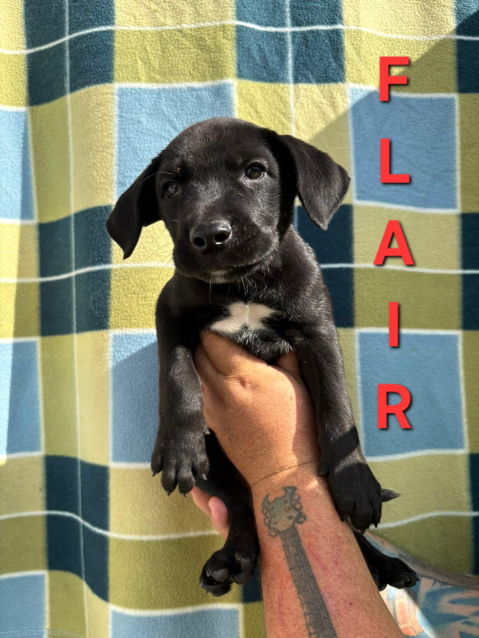 FLAIR. tinycauseadopt@gmail.com