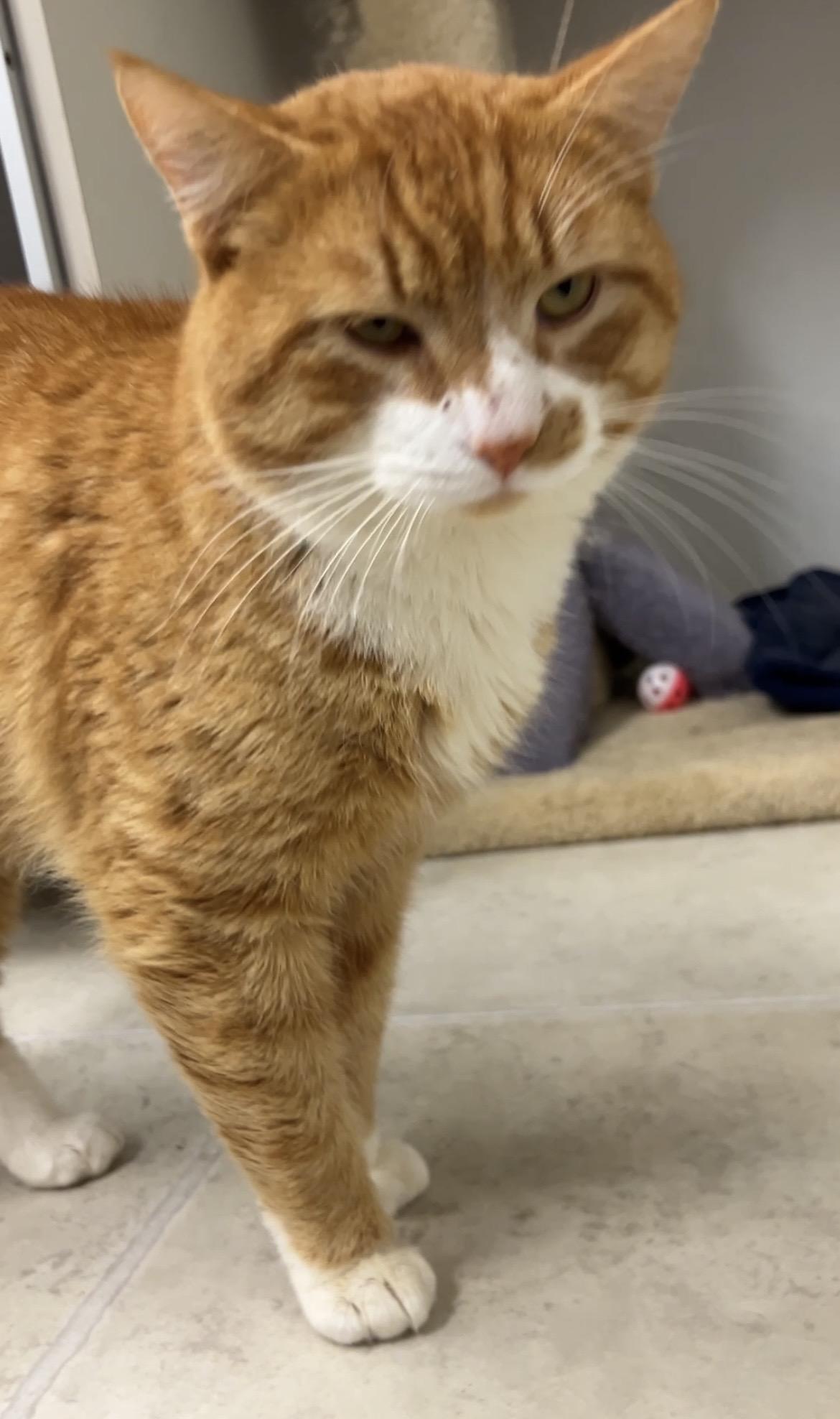 Enlarge Rozenov, an adopted Tabby in Maple Ridge, BC image 2/6