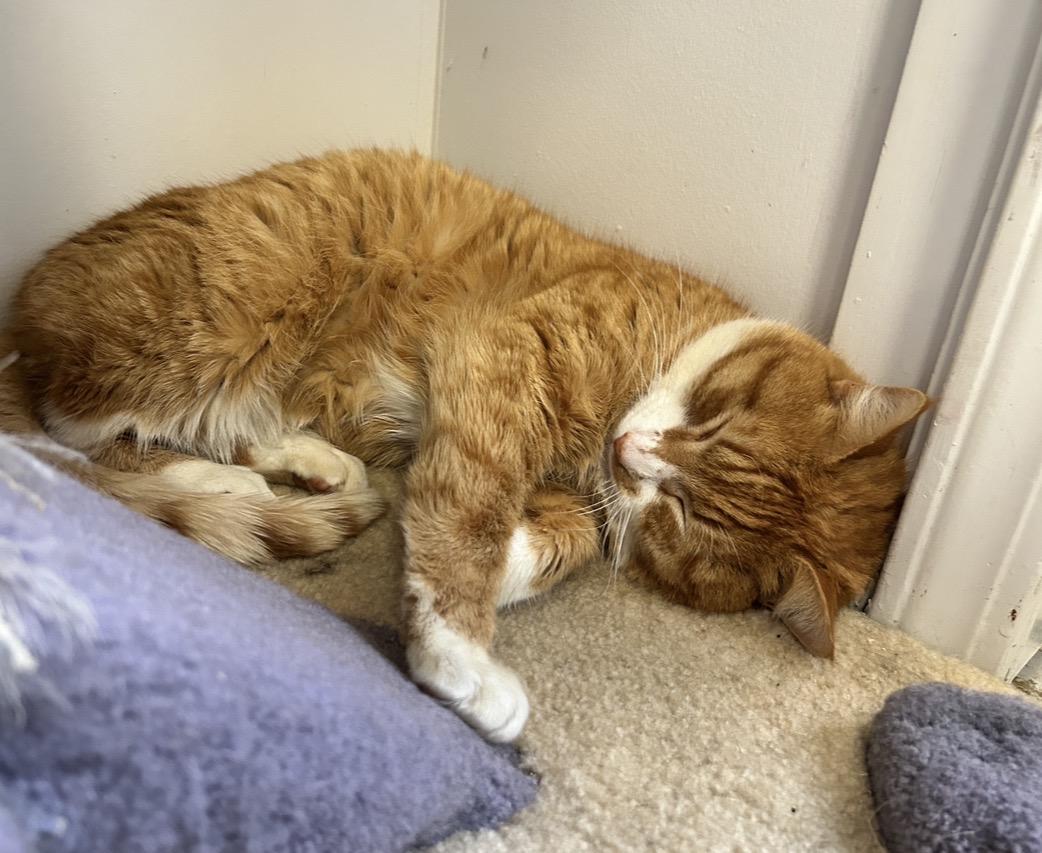 Enlarge Rozenov, an adopted Tabby in Maple Ridge, BC image 5/6