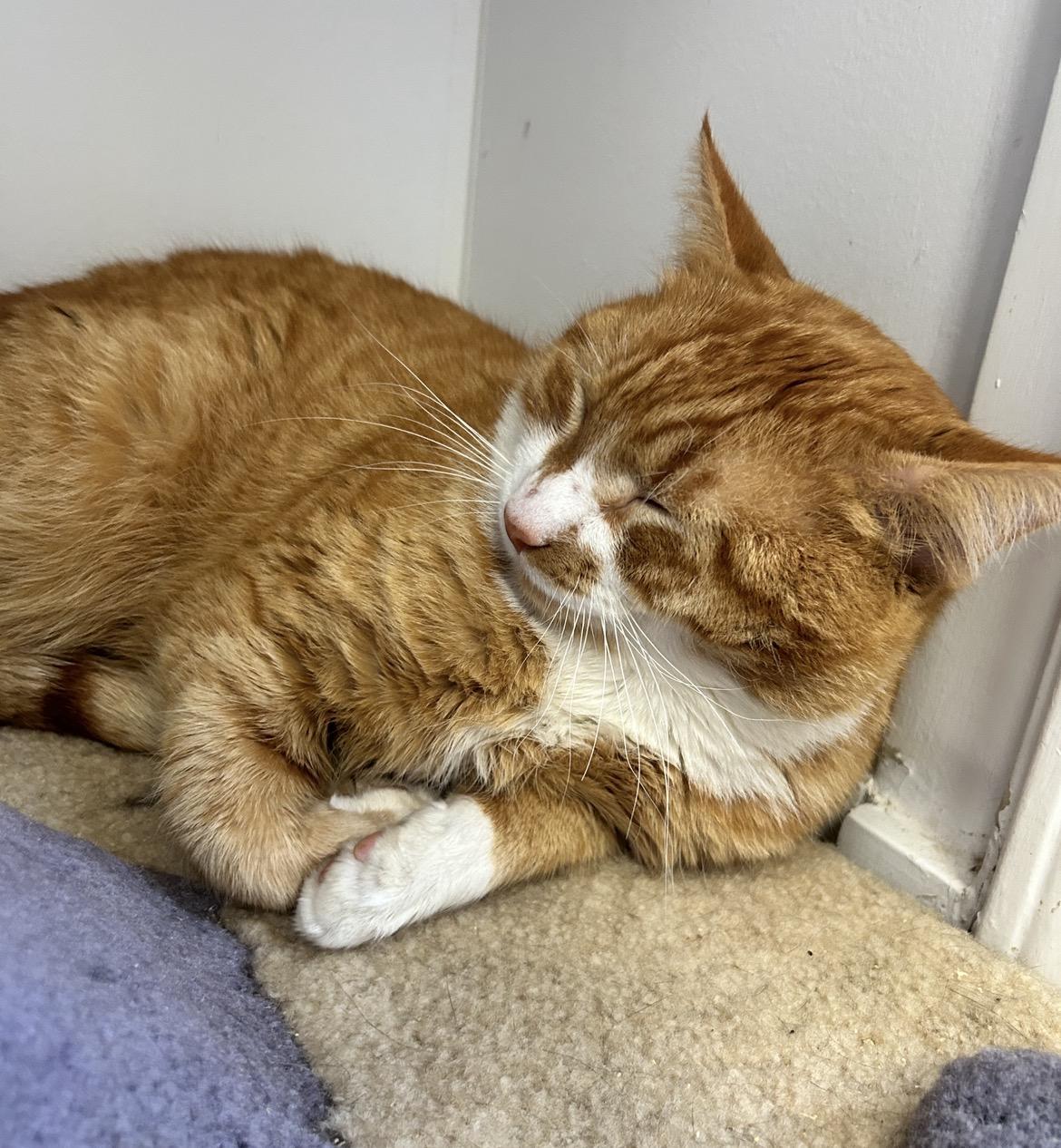 Enlarge Rozenov, an adopted Tabby in Maple Ridge, BC image 6/6