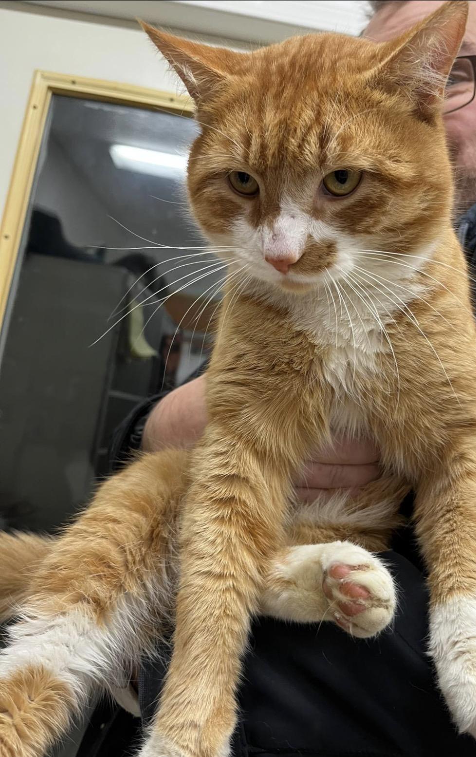 Rozenov, adopted, Young Male Tabby.