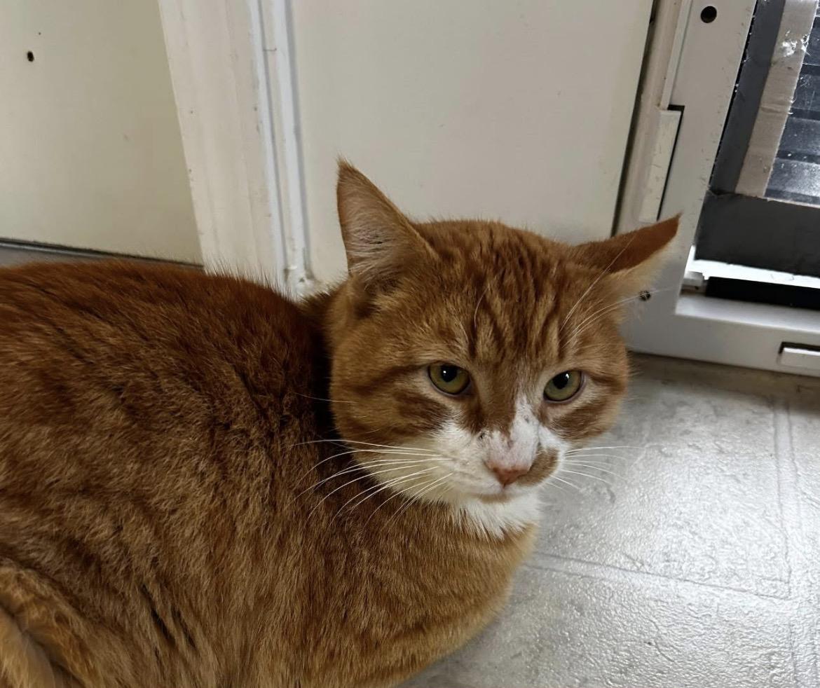 Enlarge Rozenov, an adopted Tabby in Maple Ridge, BC image 3/6