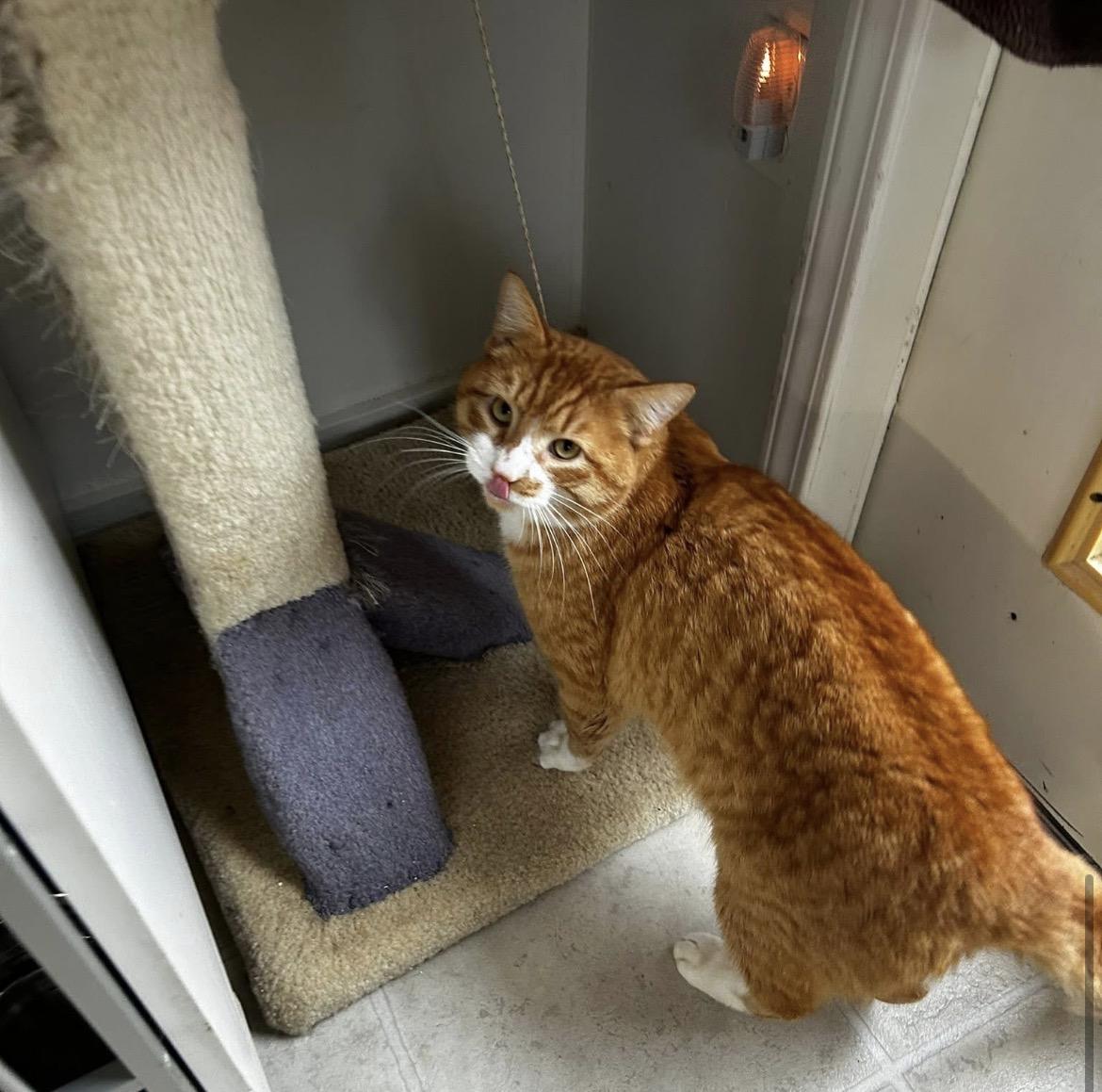 Enlarge Rozenov, an adopted Tabby in Maple Ridge, BC image 4/6