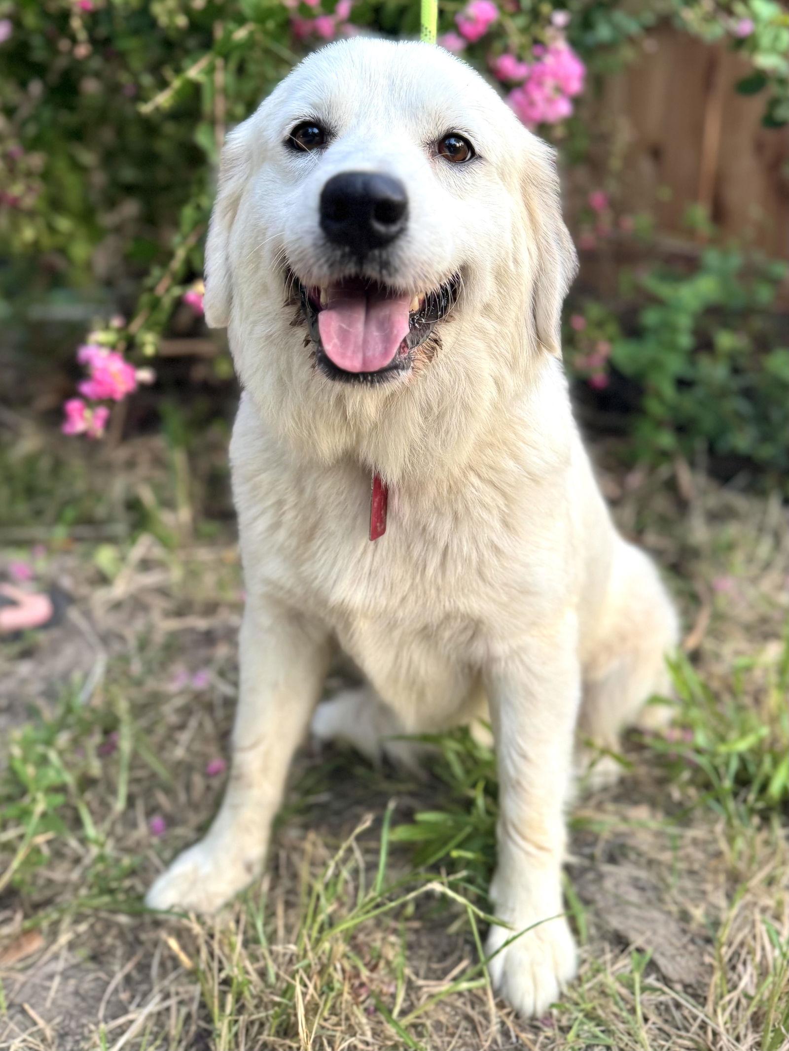 Enlarge Jen, a Adoptable Great Pyrenees in Spring, TX image 1/3