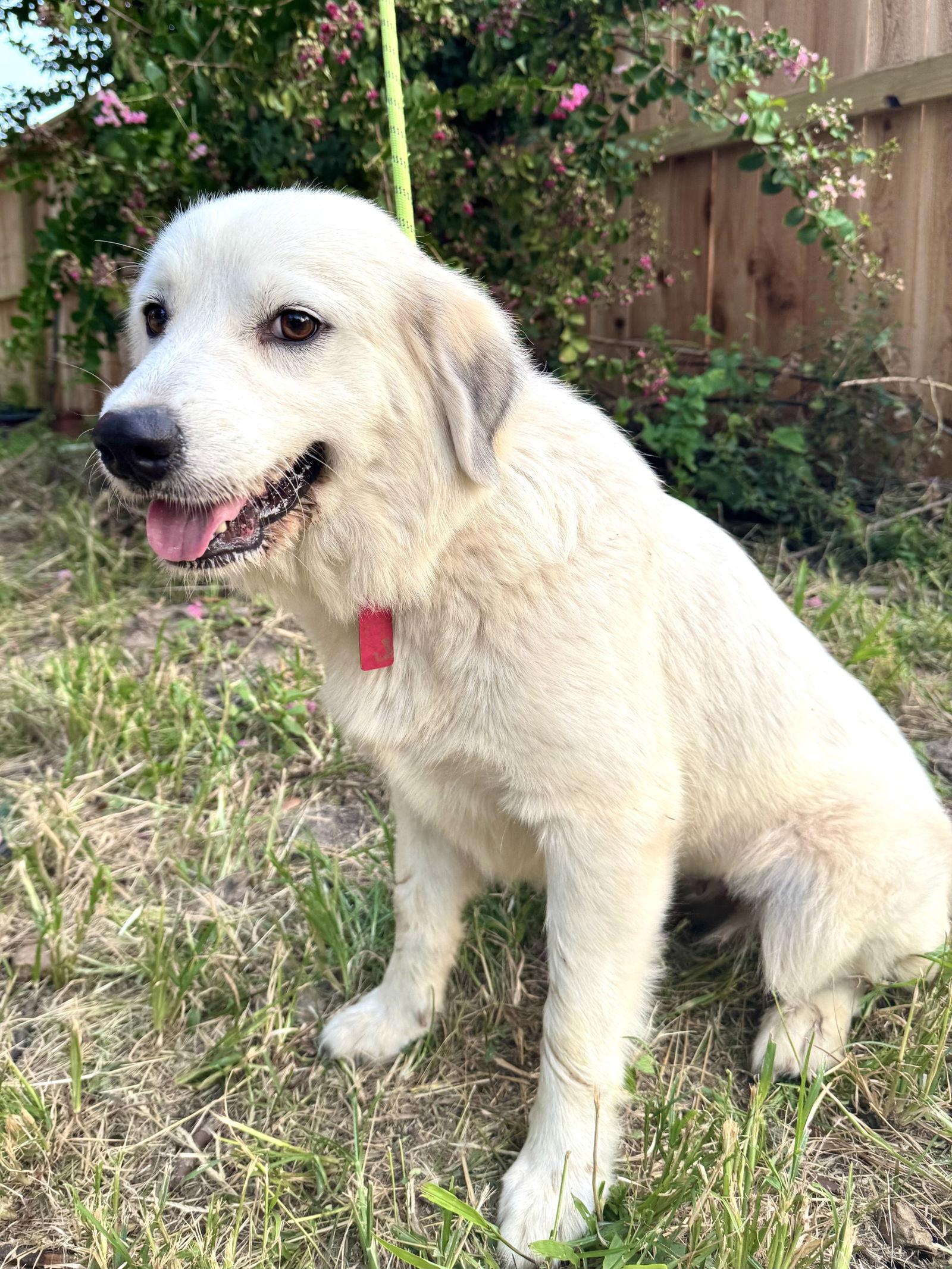 Enlarge Jen, a Adoptable Great Pyrenees in Spring, TX image 2/3