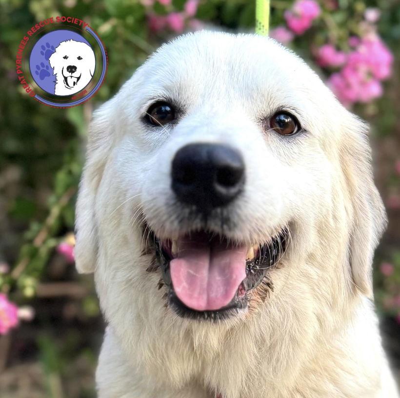Enlarge Jen, a Adoptable Great Pyrenees in Spring, TX image 3/3