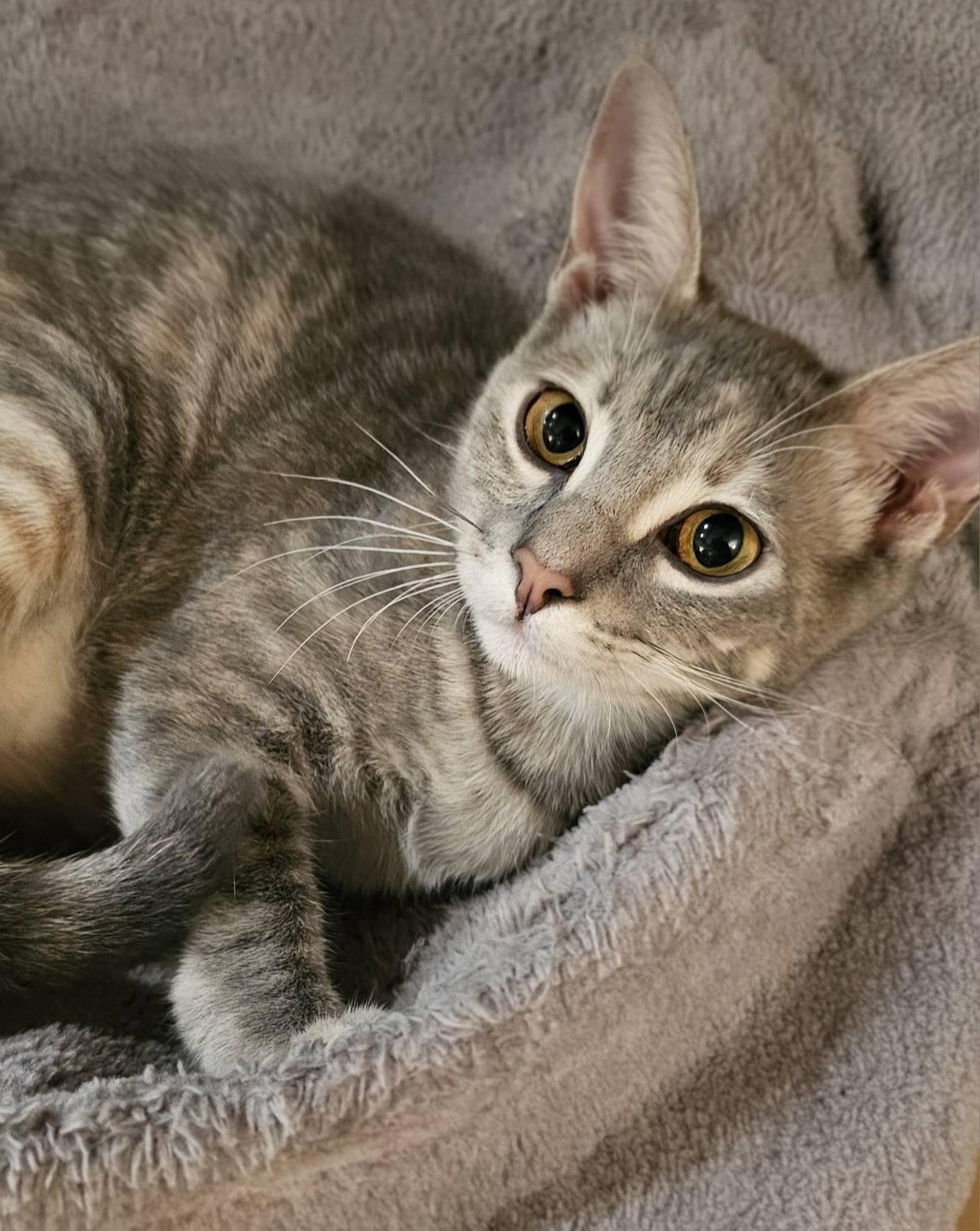 The Map, Adoptable, Kitten Female Dilute Tortoiseshell & Tabby.