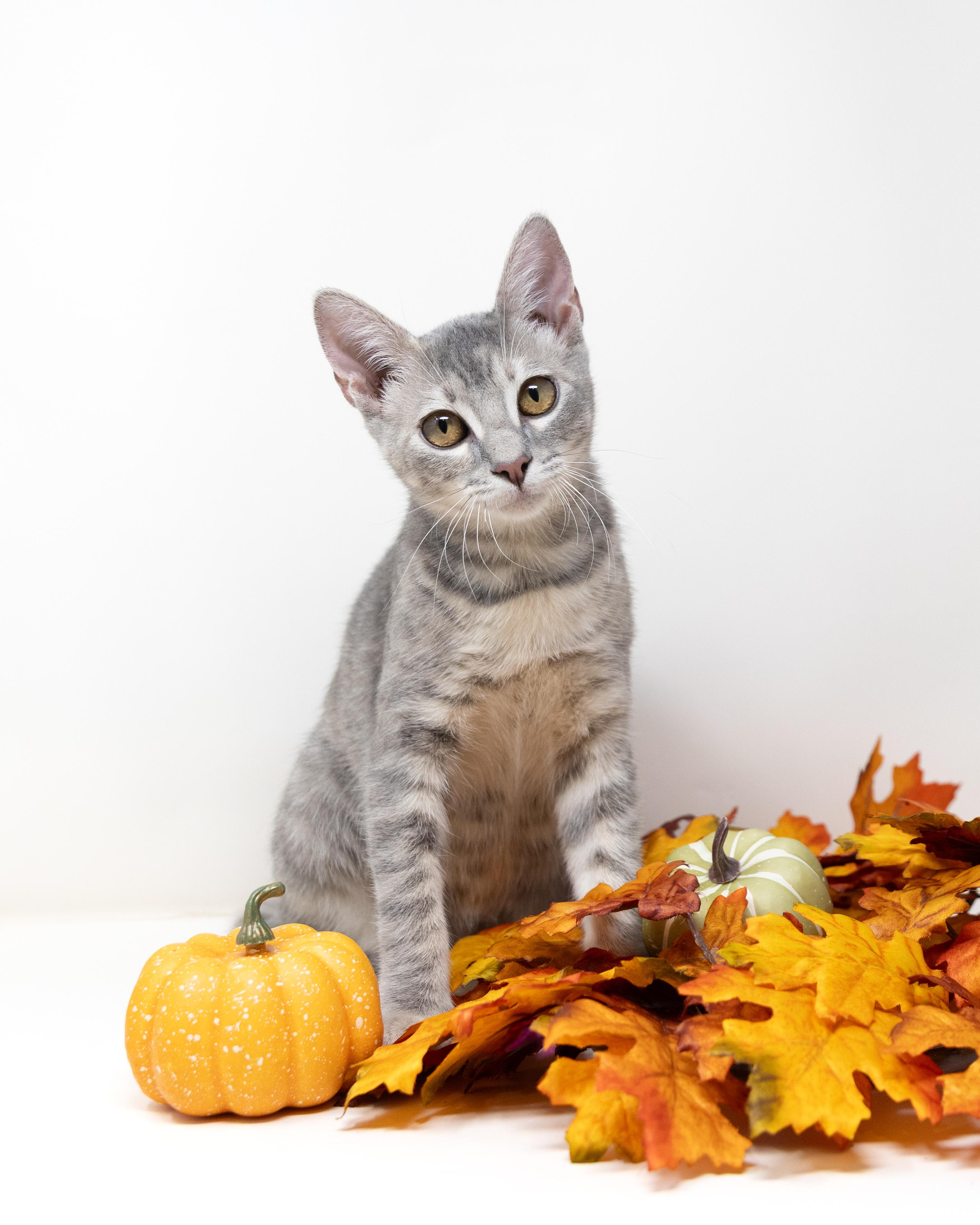 Enlarge The Map, a Adoptable mixed breed in Trophy Club, TX image 3/6