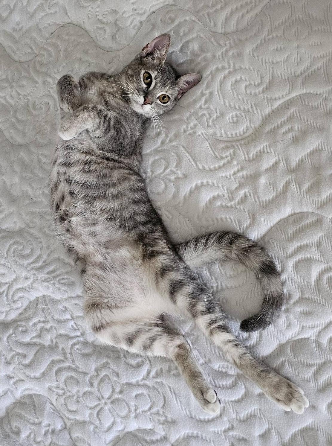 Enlarge The Map, a Adoptable mixed breed in Trophy Club, TX image 5/6