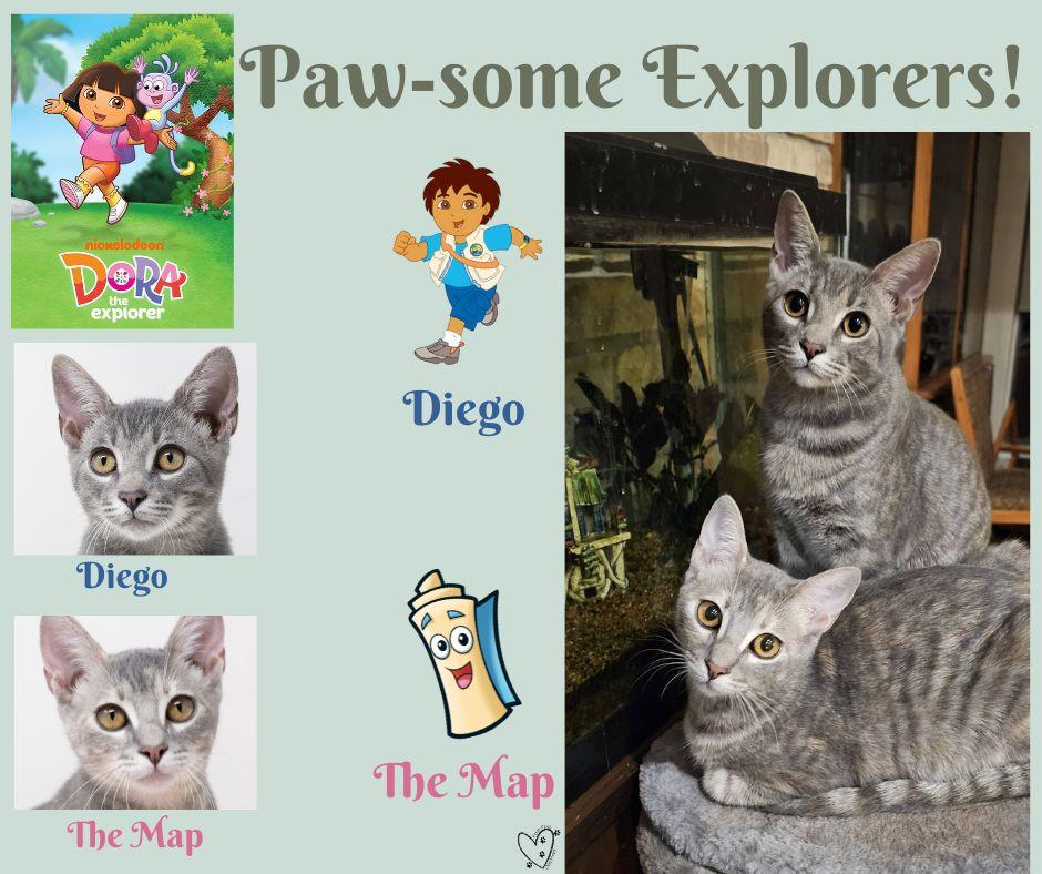 Enlarge The Map, a Adoptable mixed breed in Trophy Club, TX image 2/6