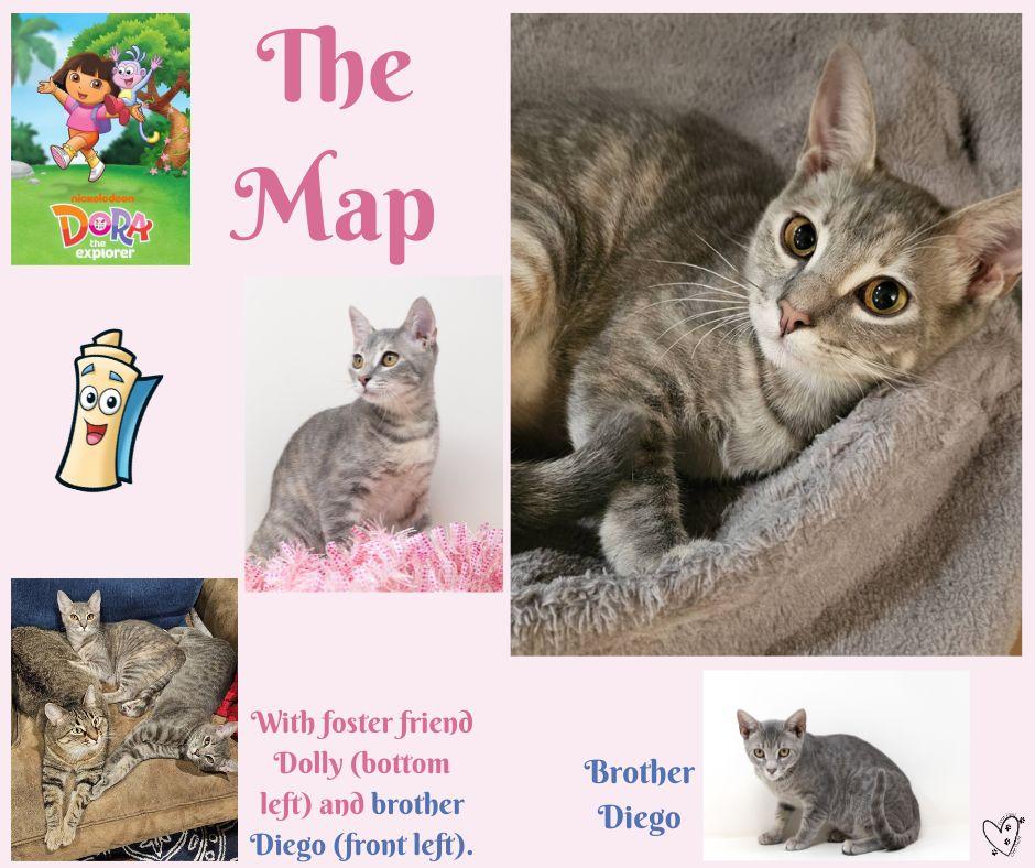 Enlarge The Map, a Adoptable mixed breed in Trophy Club, TX image 6/6