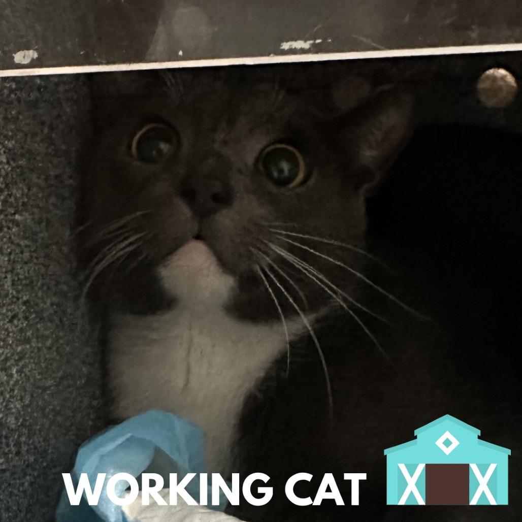 Enlarge Diamonds, a Adoptable Domestic Long Hair in Sarasota, FL image 1/1