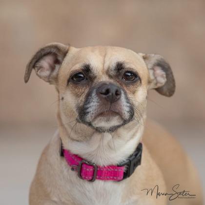 Athena, Adoptable, Adult Female Chihuahua & Mixed Breed.