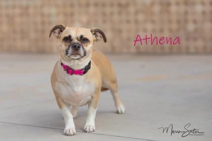 Enlarge Athena, a Adoptable mixed breed in Scottsdale, AZ image 2/2