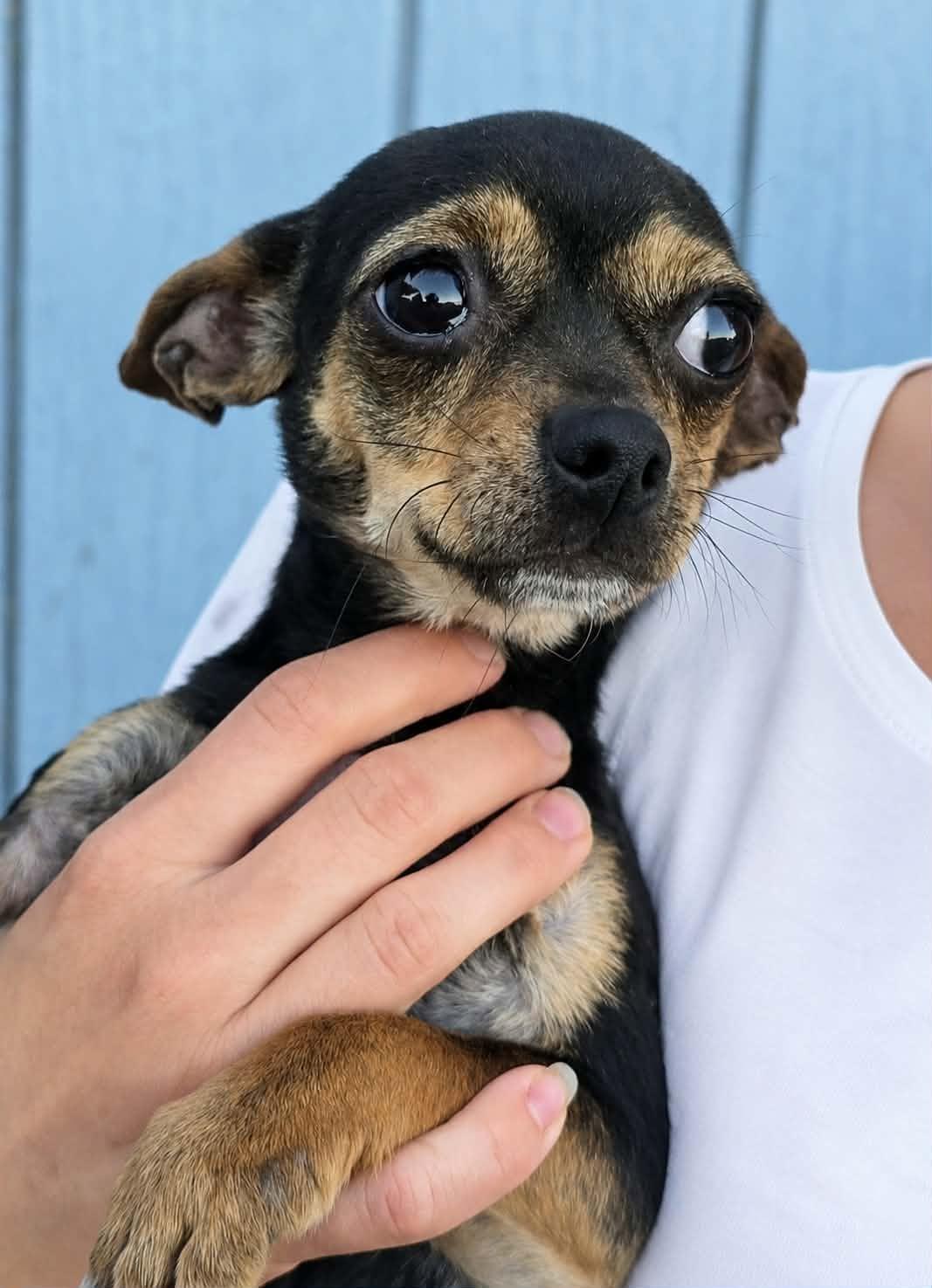 Veda, Adoptable, Adult Male Chihuahua.