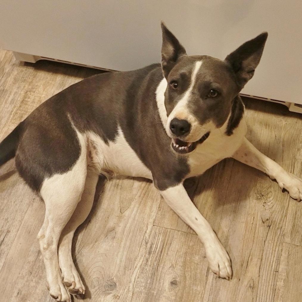 Chulita, ADOPTABLE, Adult Female Bull Terrier.