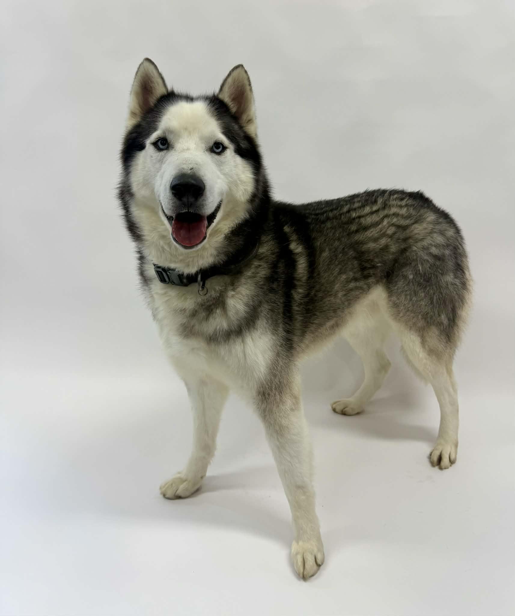 Enlarge Smokey, a ADOPTABLE Husky in Shelbyville, KY image 6/6