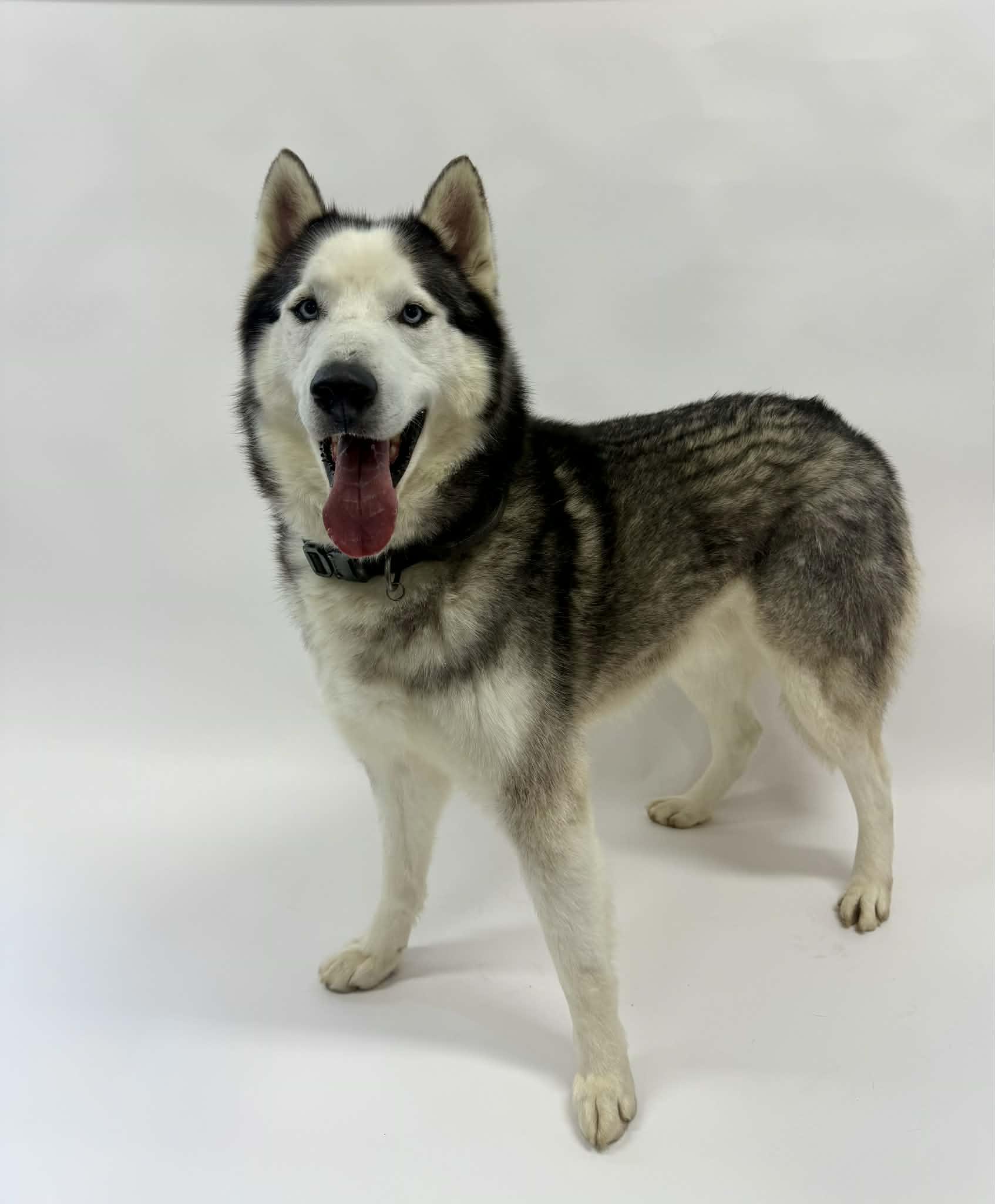 Enlarge Smokey, a ADOPTABLE Husky in Shelbyville, KY image 2/6