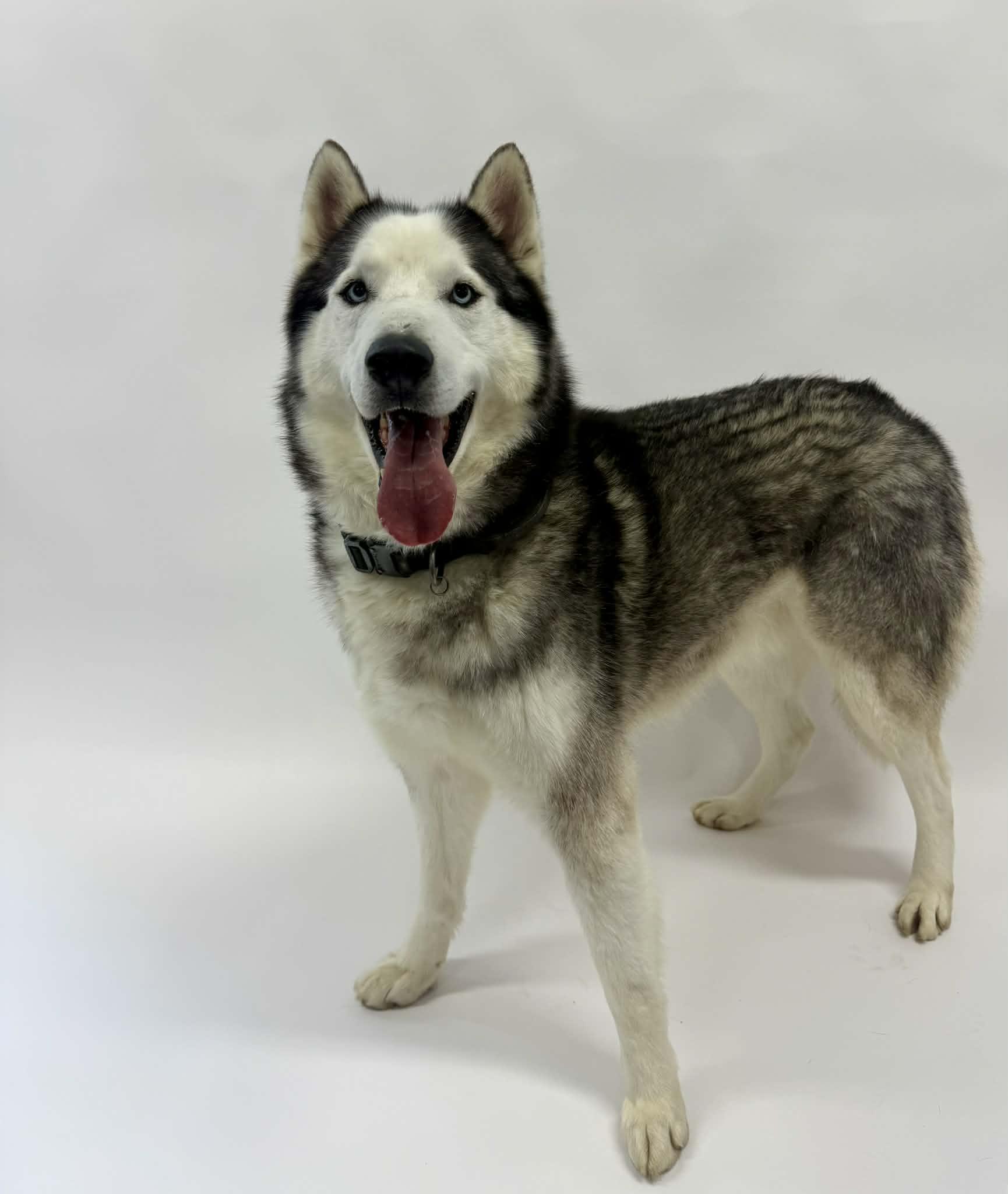 Enlarge Smokey, a ADOPTABLE Husky in Shelbyville, KY image 5/6