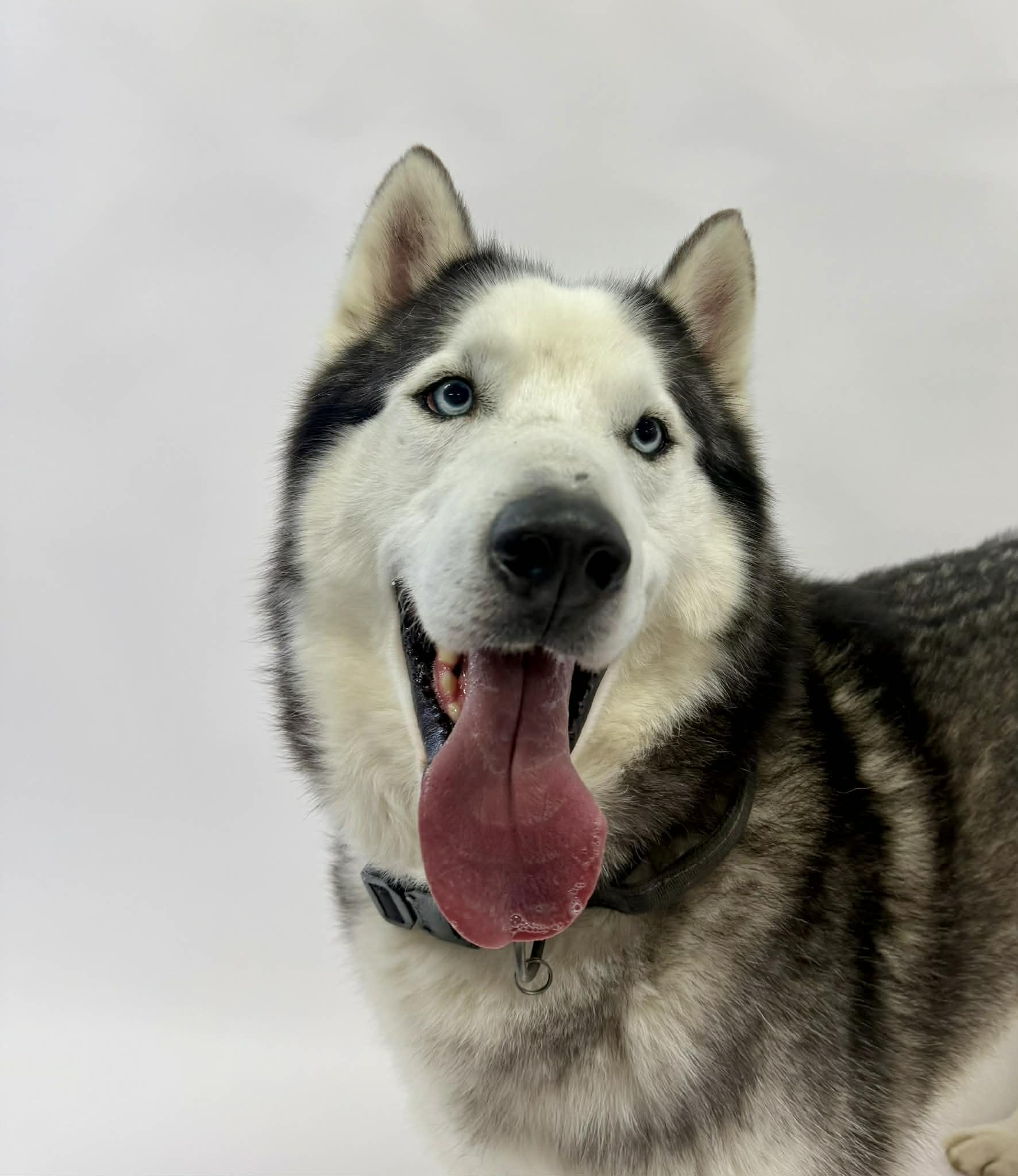 Enlarge Smokey, a ADOPTABLE Husky in Shelbyville, KY image 4/6