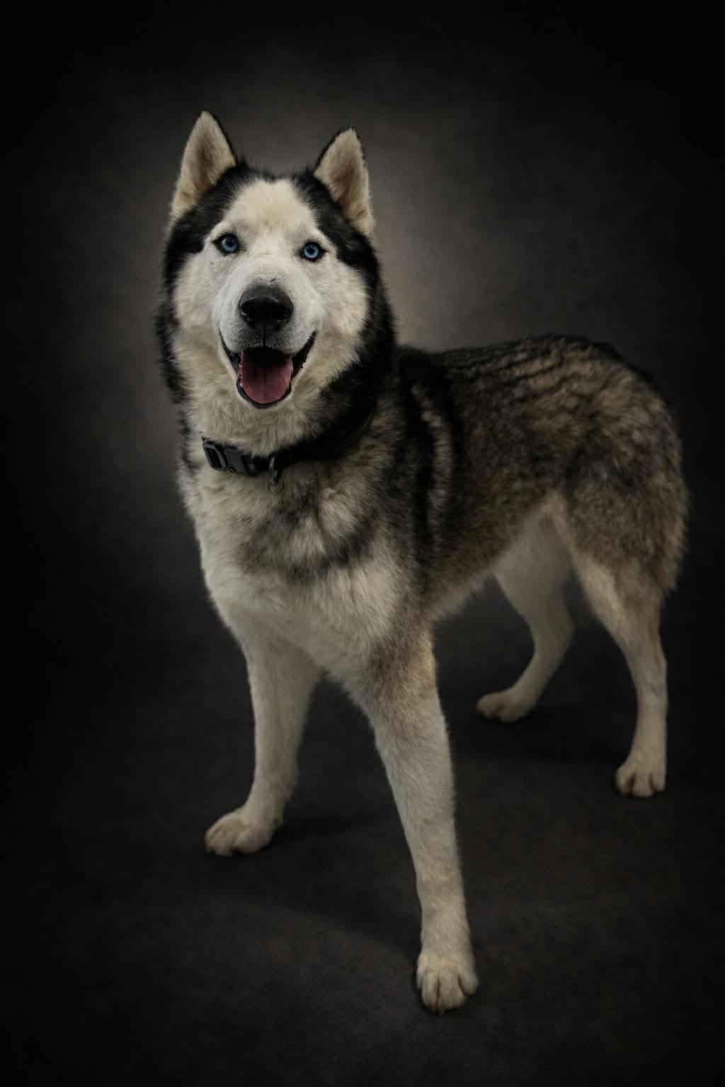 Enlarge Smokey, a ADOPTABLE Husky in Shelbyville, KY image 3/6