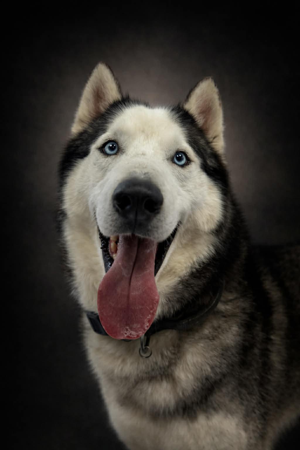 Enlarge Smokey, a ADOPTABLE Husky in Shelbyville, KY image 1/6