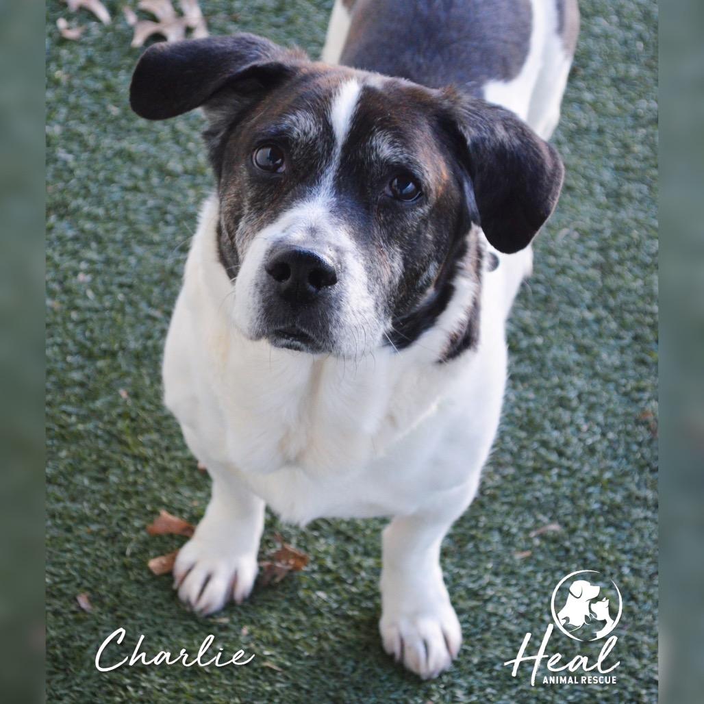 Enlarge Charlie, a Adoptable mixed breed in Youngwood, PA image 1/3