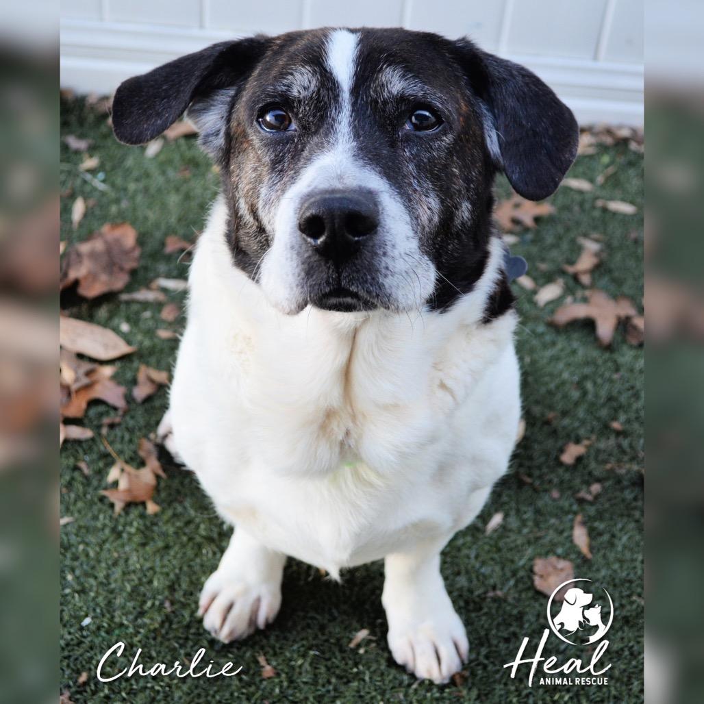 Enlarge Charlie, a Adoptable mixed breed in Youngwood, PA image 3/3