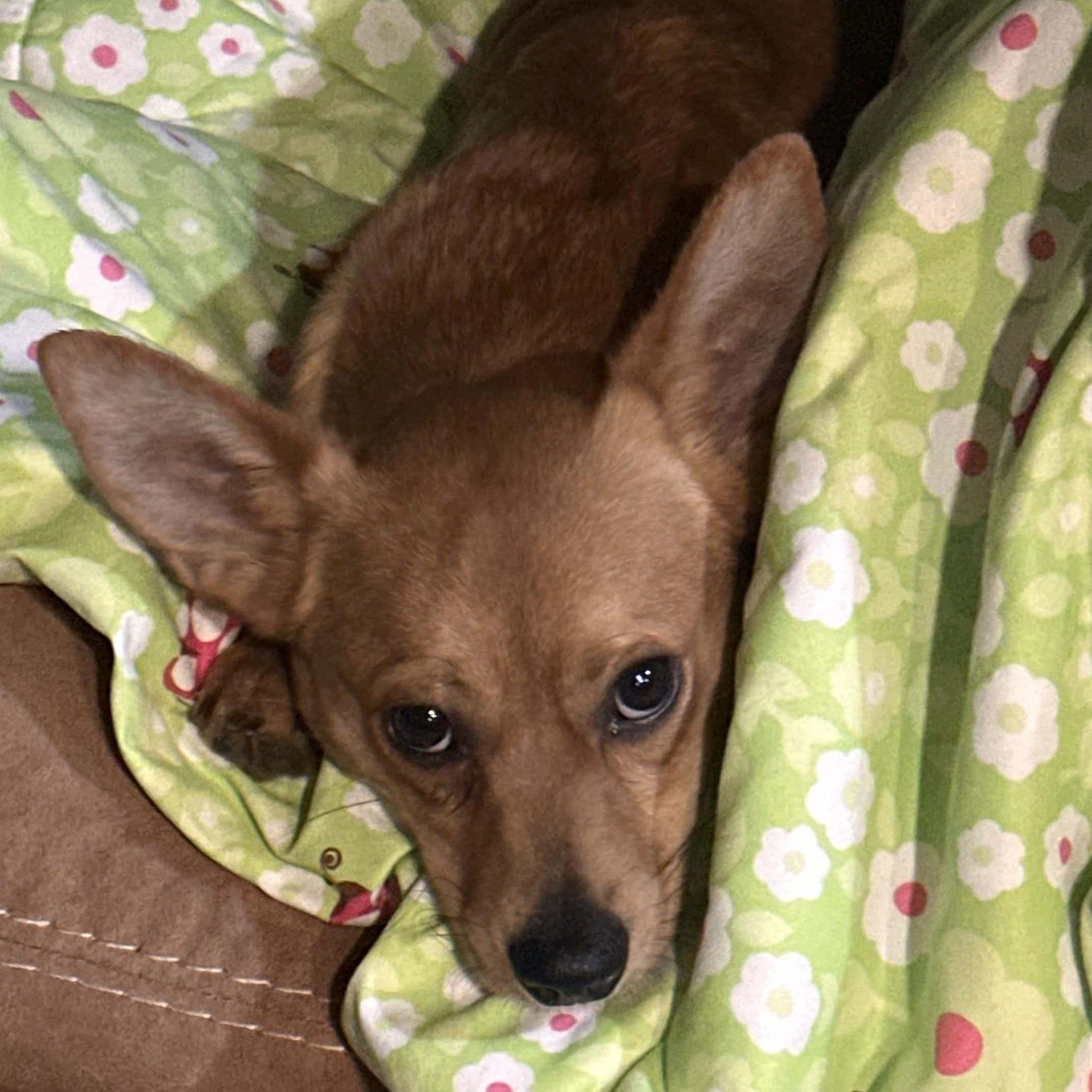 Enlarge Rowdy, a ADOPTABLE mixed breed in Florala, AL image 2/5